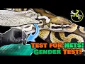 Breaking Research Gender and MORPH Tests from Snake Sheds