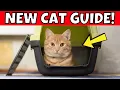 Bringing Home a Cat The Ultimate Beginner s Guide