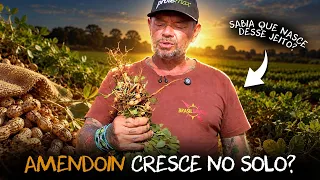 VOCÊ COME AMENDOIM, MAS JÁ VIU COMO ELE NASCE? 🥜😱