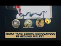 Download Lagu Hama yang sering sekali di jumpai di dalam gedung walet‼️