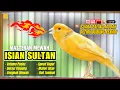Download Lagu 🛑SUARA KENARI GACOR CENGKOK MEWAH🛑 SPEED RAPAT DURASI PANJANG BIKIN KENARI PAUD CEPAT NYAUT NGERIWIK