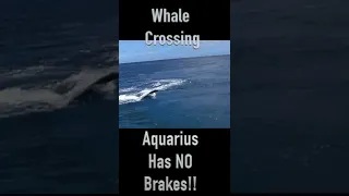 Sailing Aquarius Shorts: Whale Crossing #shorts
