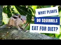 What plants Do Squirrels Eat for diet