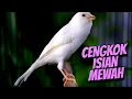 Download Lagu KALITAN CENGKOK MEWAH BIKIN MAHAL - MASTERAN KENARI ISIAN BLACKTHROAT GACOR SUARA JERNIH