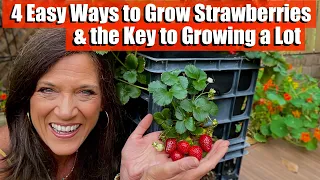 Download 4 Ways to Grow Strawberries \u0026 the Key to Growing a Lot MP3