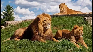 الحياة البرية الأسد ملك الغابة فيلم وثائقي الحيوانات 2020 عالم الاسود الزوجية 45 دقيقة  الحياة البرية الأسد ملك الغابة فيلم وثائقي الحيوانات 2020 عالم الاسود الزوجية 45 دقيقة