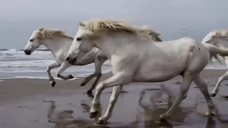 شاهد جمال الخيول وهي تمرح مع الموسيقى 