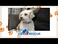 Tucson 16 To The Rescue