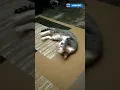 Download Lagu DJ Go Sampe Bawah Omo Kucrut Viral Tiktok || Versi Kucing 🐱🐈