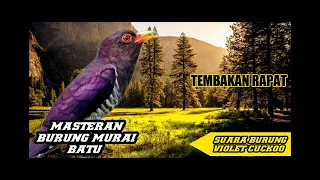  masteran burung violet cuckoo jernih 