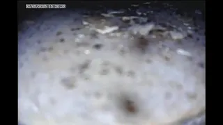                 دندنها