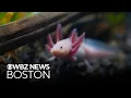 How researchers are trying to save Mexico City s critically endangered Axolotl