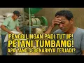 Download Lagu HARGA GABAH JATUH! Petani Menjerit, Siapa Dalang Sebenarnya?