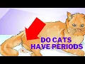 Do Cats Have Periods - Menstruation and Heat in Cats 101