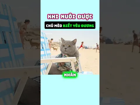 Khi nuôi được chú mèo biết yêu đương