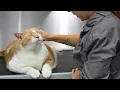 This Big Orange Man Is The SWEETEST Cat Ever