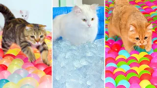 10 Obstacle Courses My Cats Love!