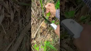 Mini Folding Saw For Cutting Bamboo Shorts 
