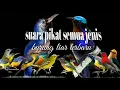 Download Lagu suara pikat semua jenis burung liar terbaru paling ampuh
