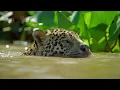 Download Lagu La Tierra del Jaguar   |   Vida Salvaje   |   Documental de Animales HD