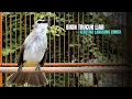 Download Lagu Trucukan GACOR ngalas ROPEL PANJANG suara alam AMPUH buat pancingan jadikan trucuk Gacor GARUDA