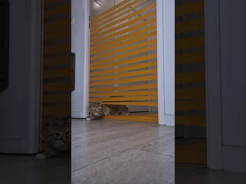 elle trouve toujours la solution 😅 #chat #cat #challenge #catchallenge