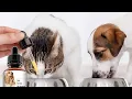 Top 5 Best Cat Dewormers Review in 2023 - To Protect Your Pet