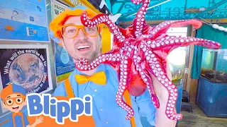blippi learns about ocean animals best animal videos for kids kids songs and nursery rhymes