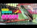 Download Lagu Suara Pancingan KONIN IJOAN Agar Bunyi || Masteran KONIN Agar CEPAT Gacor #6
