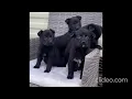 Free German Shepherd puppies for adoption