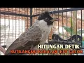 Download Lagu Kutilang Gacor Tarung EMOSI, Ampuh untuk Pikat Kutilang dan Panggilan Kutilang AGAR BUNYI