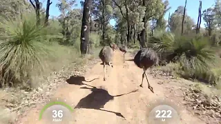 Riding with Emus