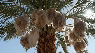 Farming Dates, Dates and Diabetes, Prune Orchard, Bell Pepper Pasta - America's Heartland