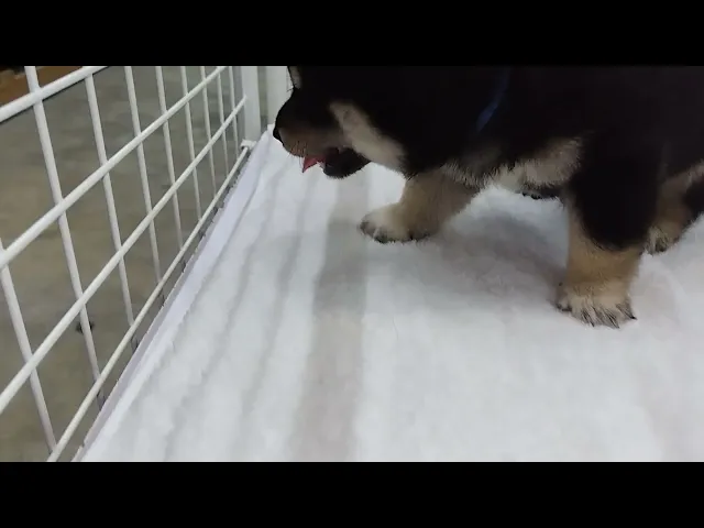 動画