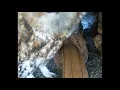 Download Lagu Cute tawny owls cuddle together out of the cold