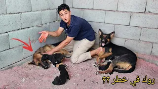 صارت أكبر مشكلة في المزرعة روك في خطر 