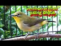 Lagu Pleci Betina Birahi Memanggil Jantan || Call Pleci Betina Perangsang Bunyi