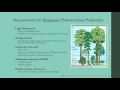 Temperate Forests - Ecosystem Production