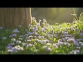 Relaxing Piano Music For Meditation and study [15 Minute]