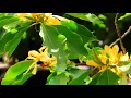 Michelia Champaca (Sonchafa) Flowers Bloom