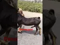 Download Lagu dancing goat #farming #goat #bakri