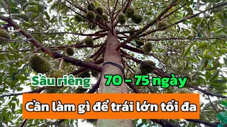 Download Sầu riêng 70 - 75 ngày cần làm gì để trái lớn tối đa // Đã có kết quả của phân xô | Trạm Nông Nghiệp MP3