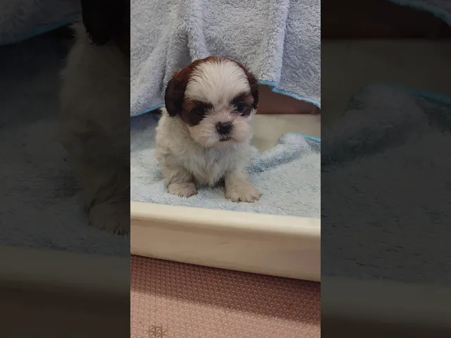動画