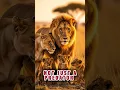Download Lagu De trouwe leeuwenvader die zijn gezin beschermt | Resa's ongelooflijke verhaal #Leeuw #Wildlife