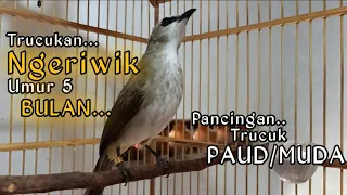 trucukan muda ngeriwik umur 5 bulan || bagus untuk memancing trucuk muda/paud