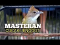 Download Lagu PANCINGAN DAN MASTERAN CUCAK JENGGOT mbeset Ngepik Nembak panjang