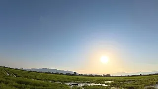 Golden Hour Drive Past Serene Rice Plantations 🌾✨