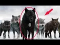 Download Lagu ¡Por esta razón los cazadores no tocan a los lobos con una mancha blanca en el pecho!