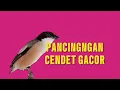 Lagu CENDET GACOR SUARA 100% AMPUH UNTUK PANCINGAN CENDET MANAPUN AUTO NYAUT BUNYI GACOR DOR