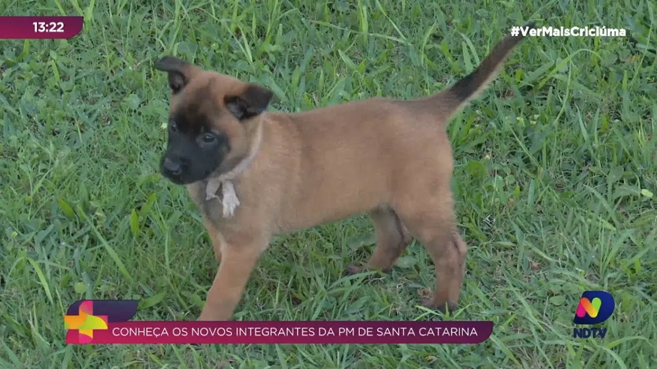 Recrutas fofos: filhotes de 'cão de faro' passam por testes para integrar a PM de Araranguá